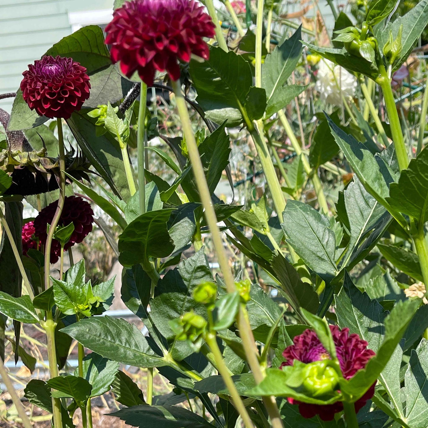 Dahlia Tuber: Grayval Shiraz - Sugar Moon Gardens