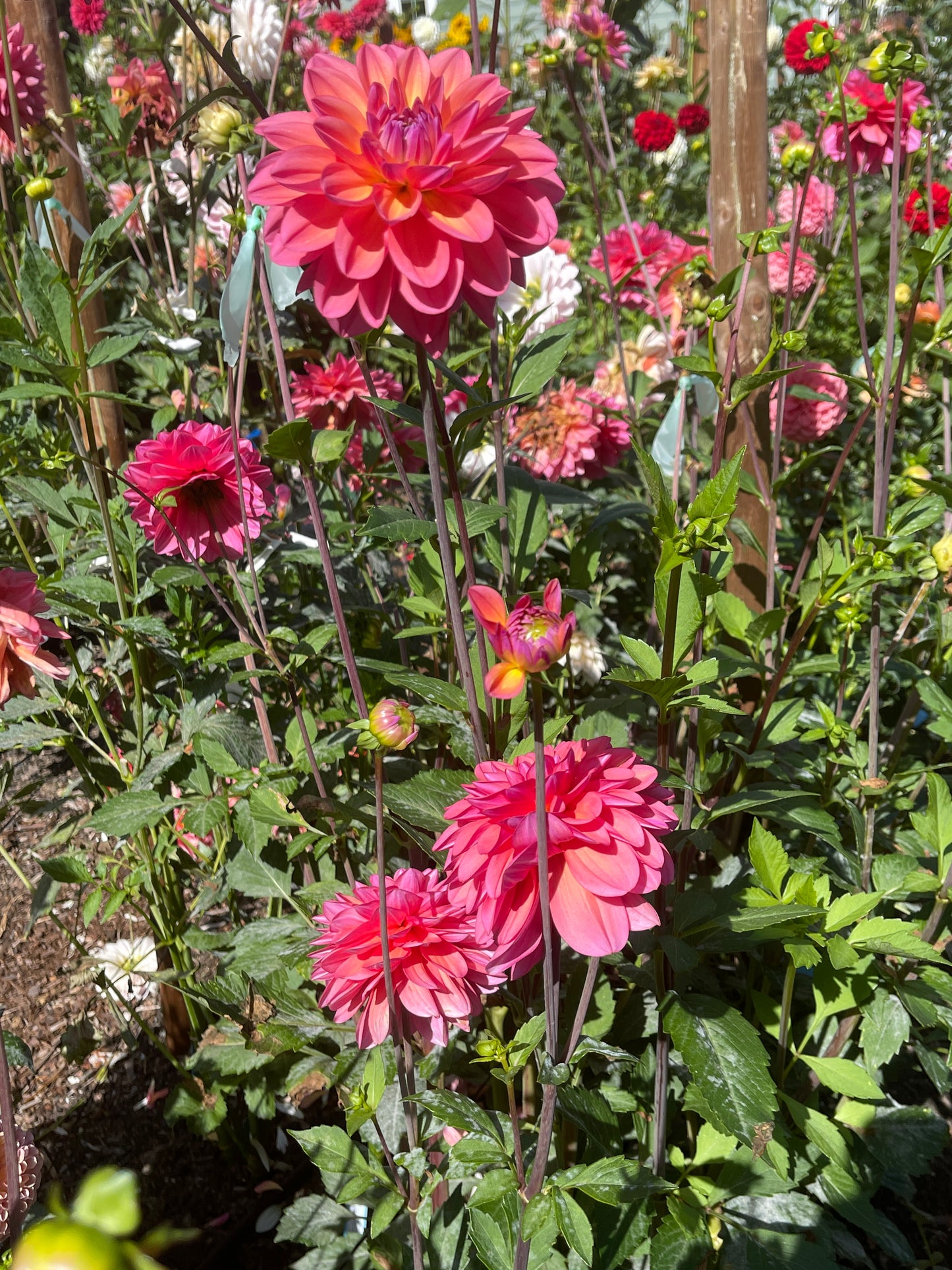 Dahlia Tuber: Great Silence - Sugar Moon Gardens