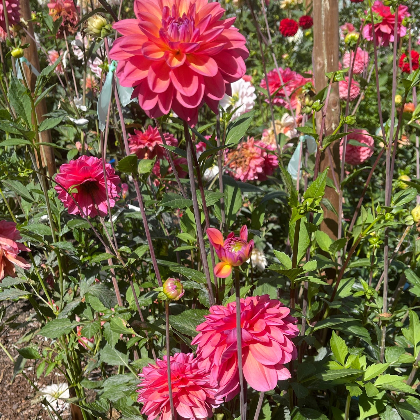 Dahlia Tuber: Great Silence - Sugar Moon Gardens
