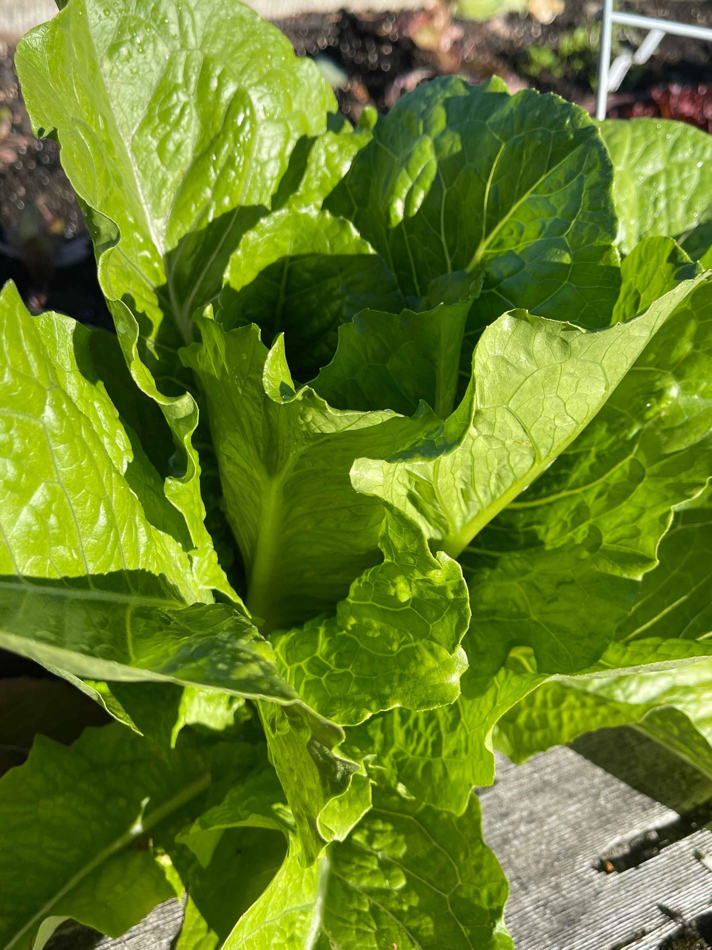 Veg Plant: Lettuce seedlings