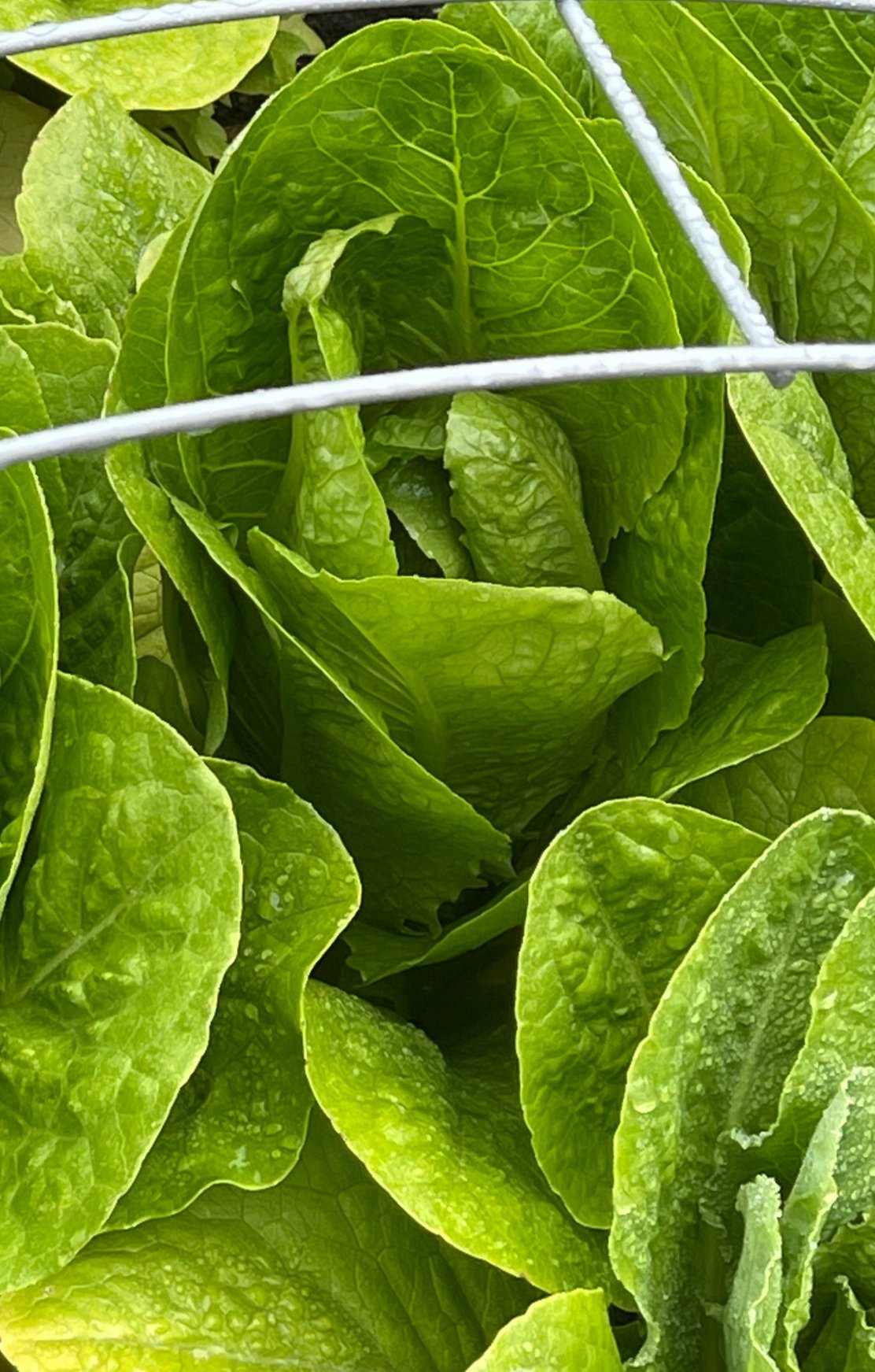 Seeds: Lettuce - Green Towers