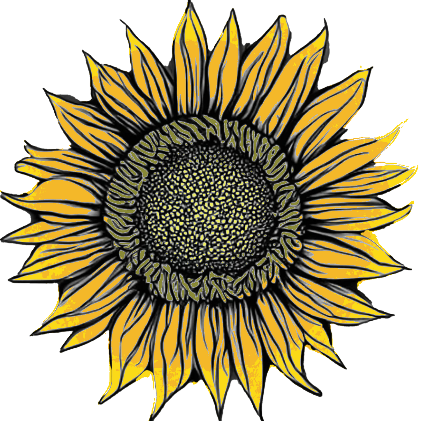 Seeds: Sunflower - Starburst Greenburst DMR F1
