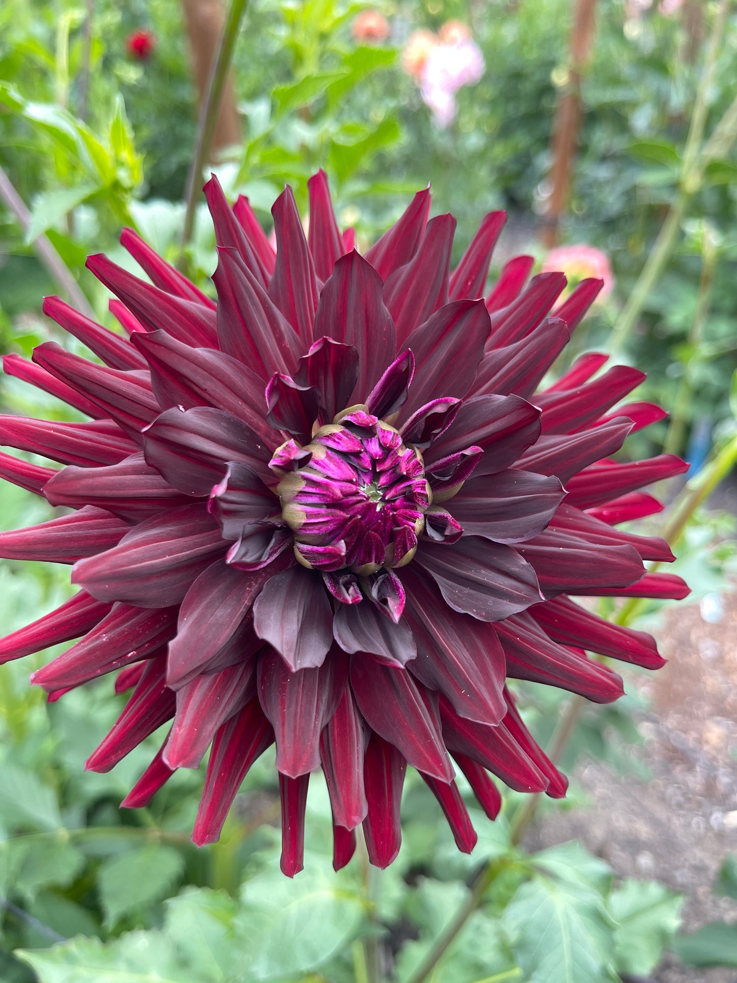 Dahlia Tuber: Hollyhill Black Beauty