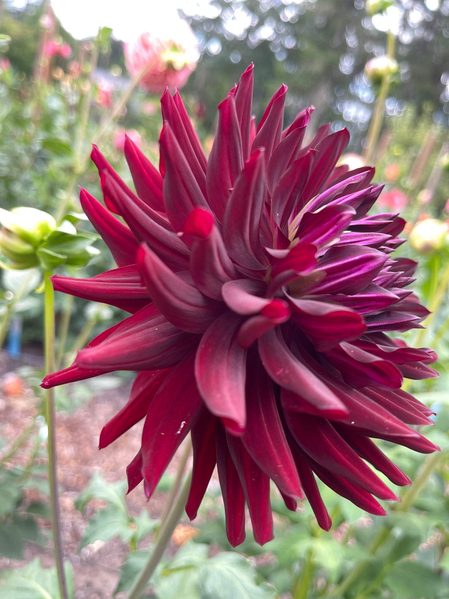 Dahlia Tuber: Hollyhill Black Beauty