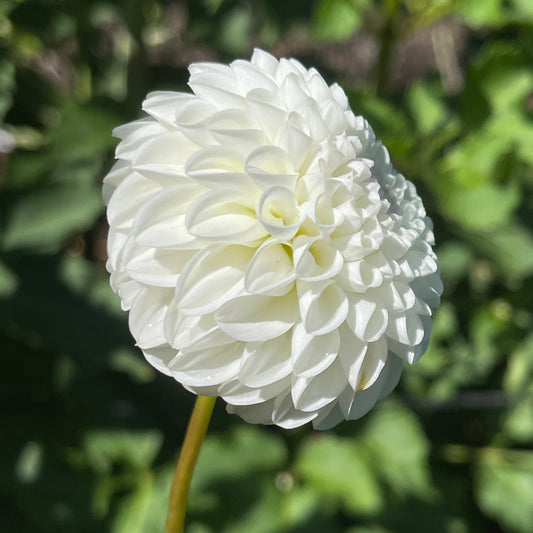 Dahlia Tuber: Hollyhill Miss White - Sugar Moon Gardens