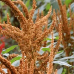 Seeds: Amaranthus - Hot Biscuits - Sugar Moon Gardens