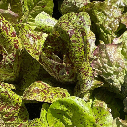 Seeds: Lettuce - Freckles