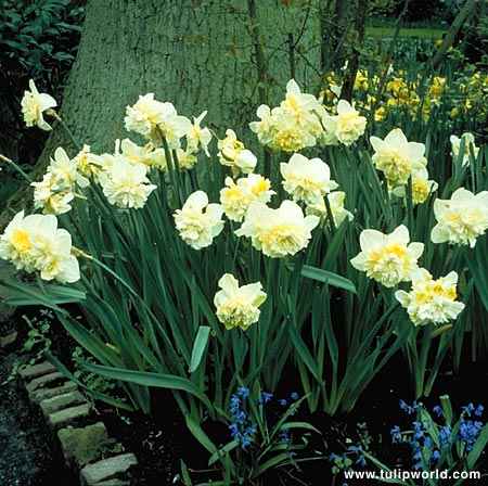 Daffodil bulb: Ice King