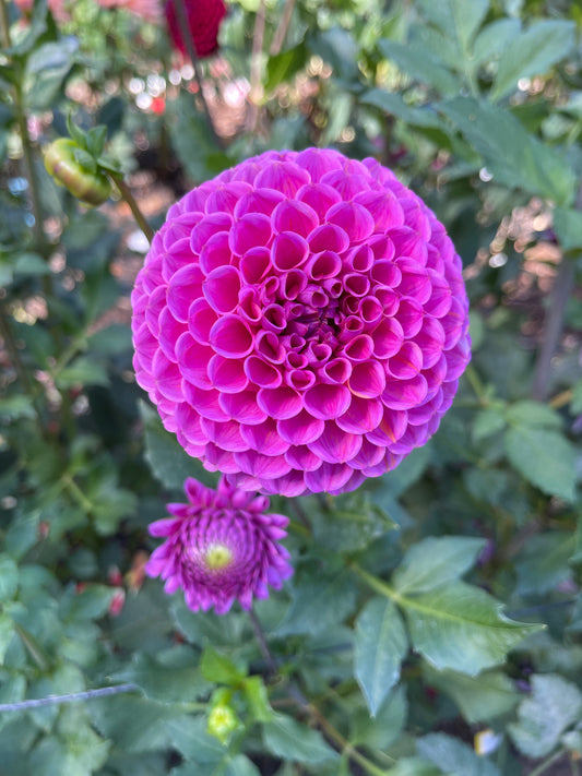 Dahlia Tuber: Isabel - Sugar Moon Gardens