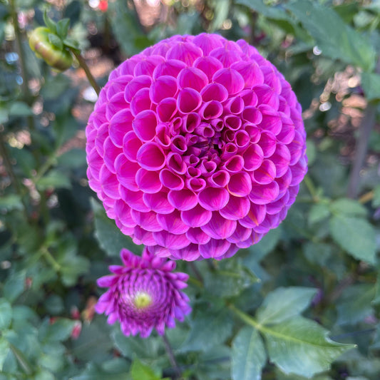 Dahlia Tuber: Isabel - Sugar Moon Gardens