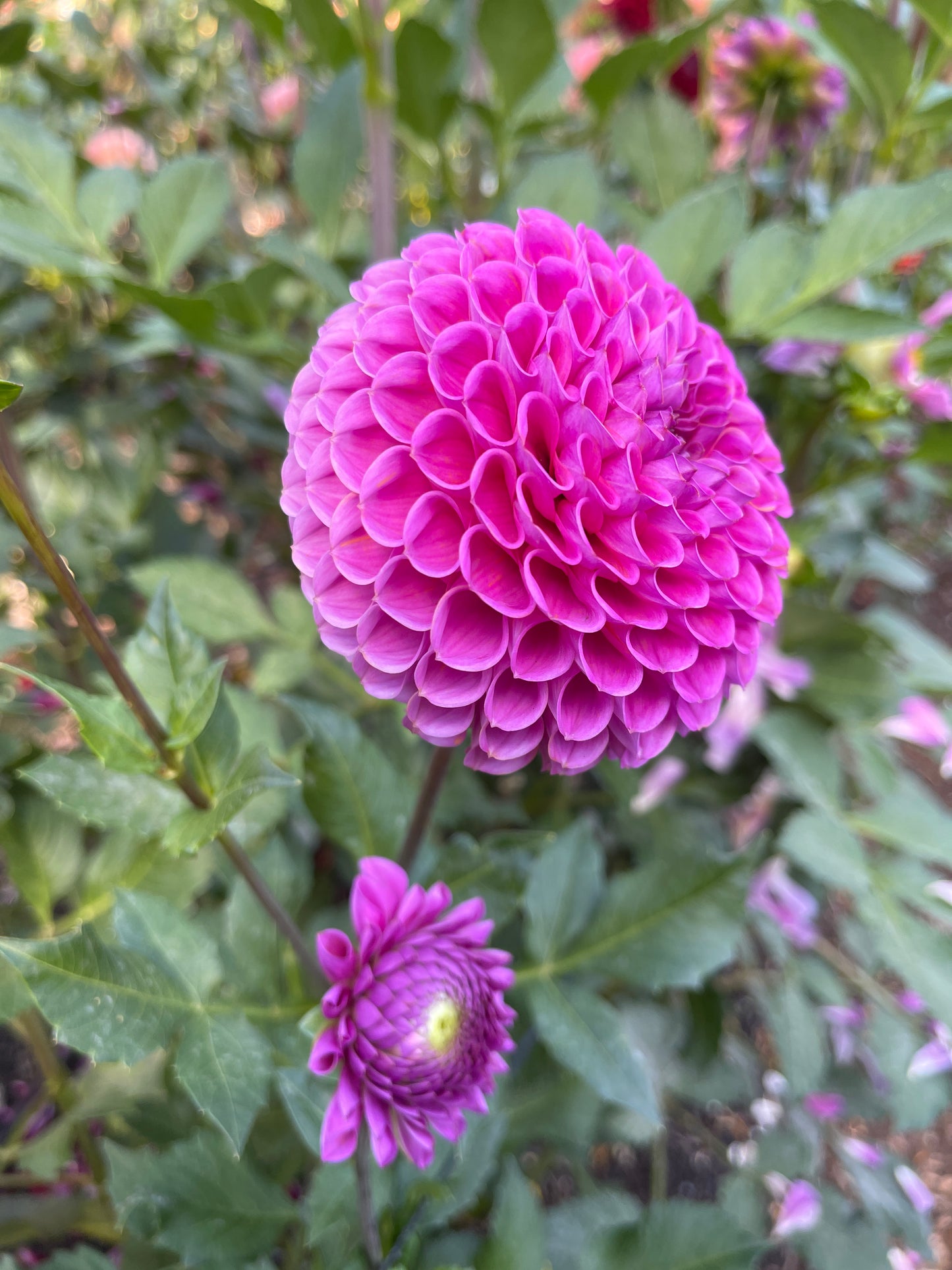 Dahlia Tuber: Isabel - Sugar Moon Gardens