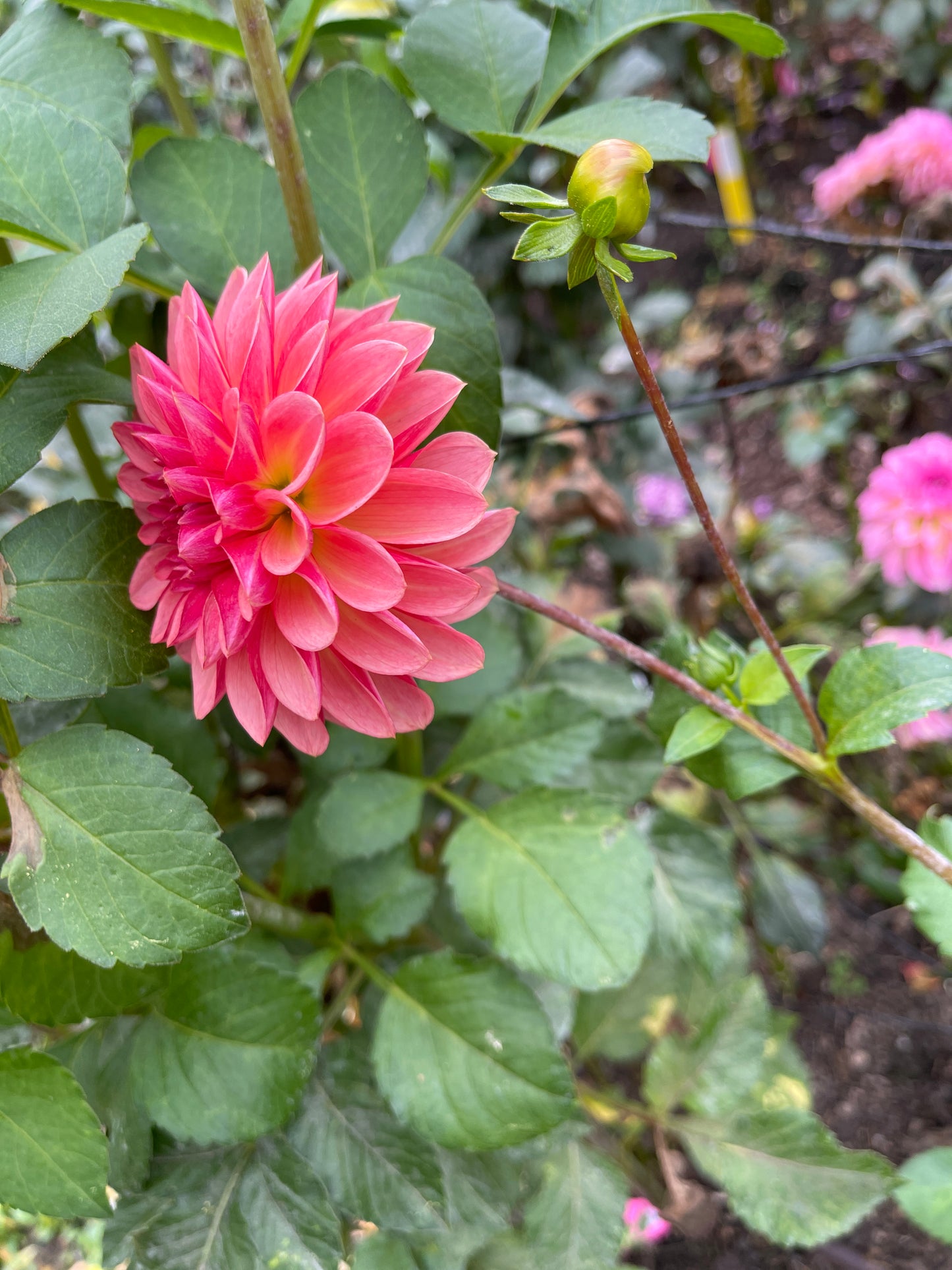 Dahlia Tuber: Jabberbox