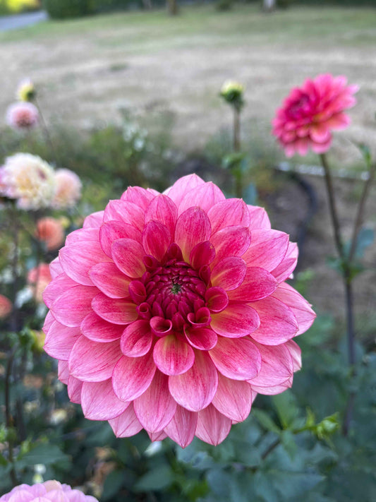 Dahlia Tuber: Jabberbox - Sugar Moon Gardens