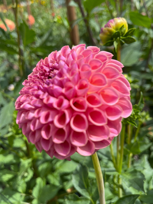 Dahlia Tuber: Jowey Winnie - Sugar Moon Gardens