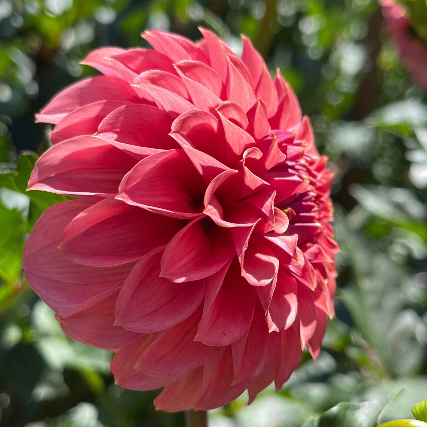Dahlia Tuber: Keltie Rose