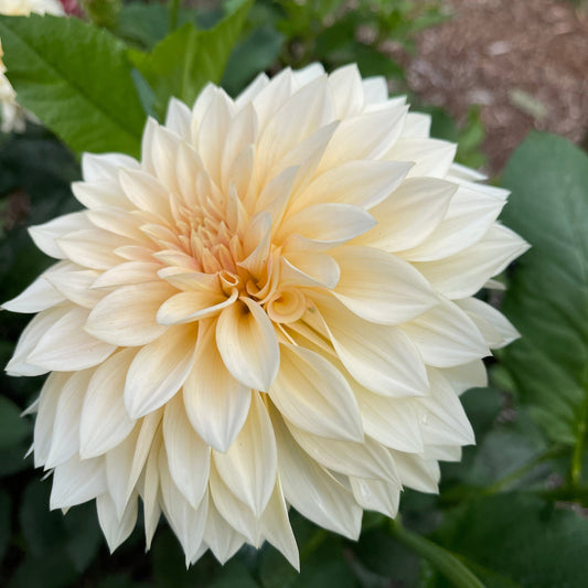 Dahlia Tuber: Mocha Maya (SC-MAMA) - Sugar Moon Gardens