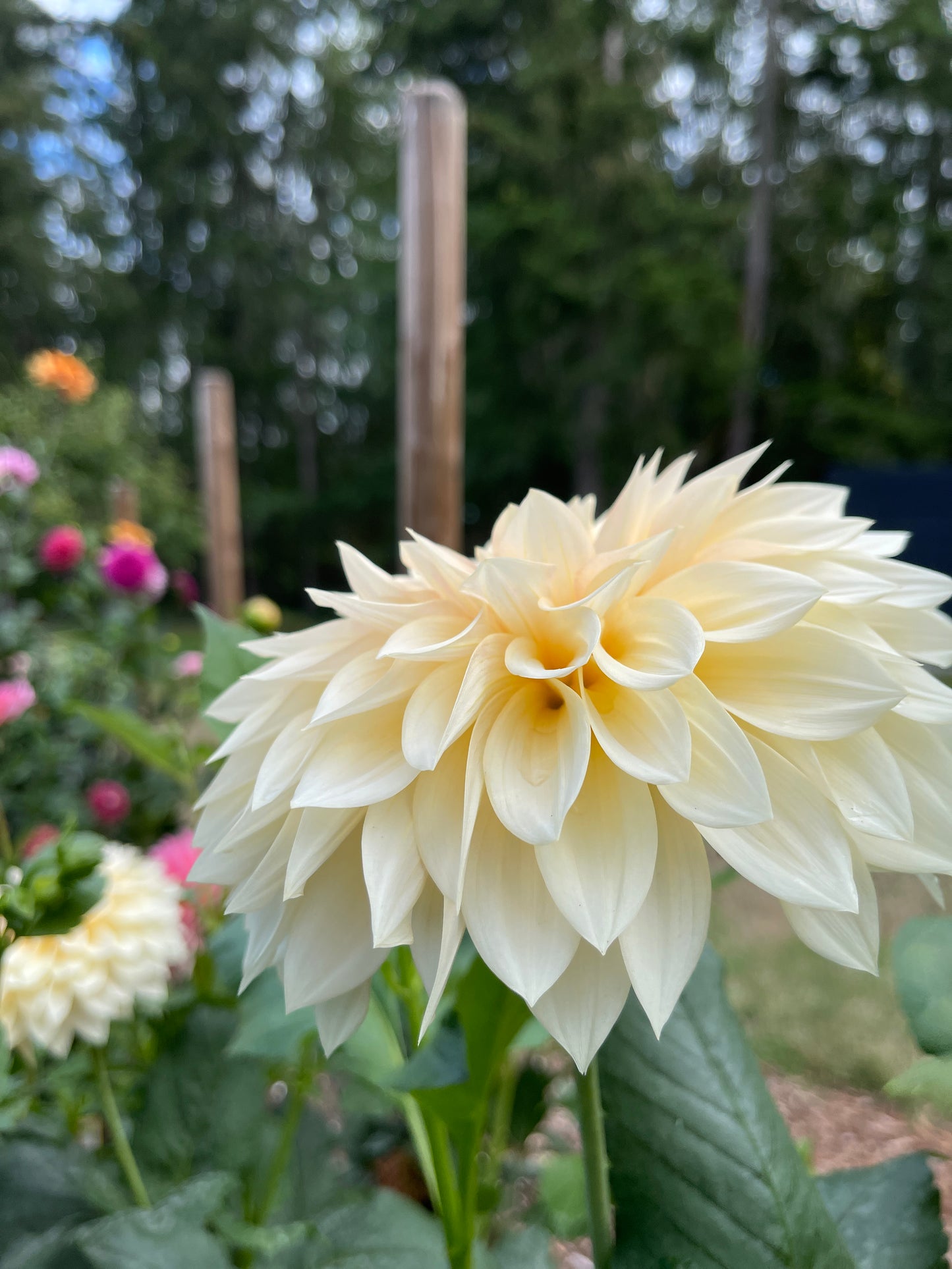 Dahlia Tuber: SC-MAMA (limit 1) - Sugar Moon Gardens