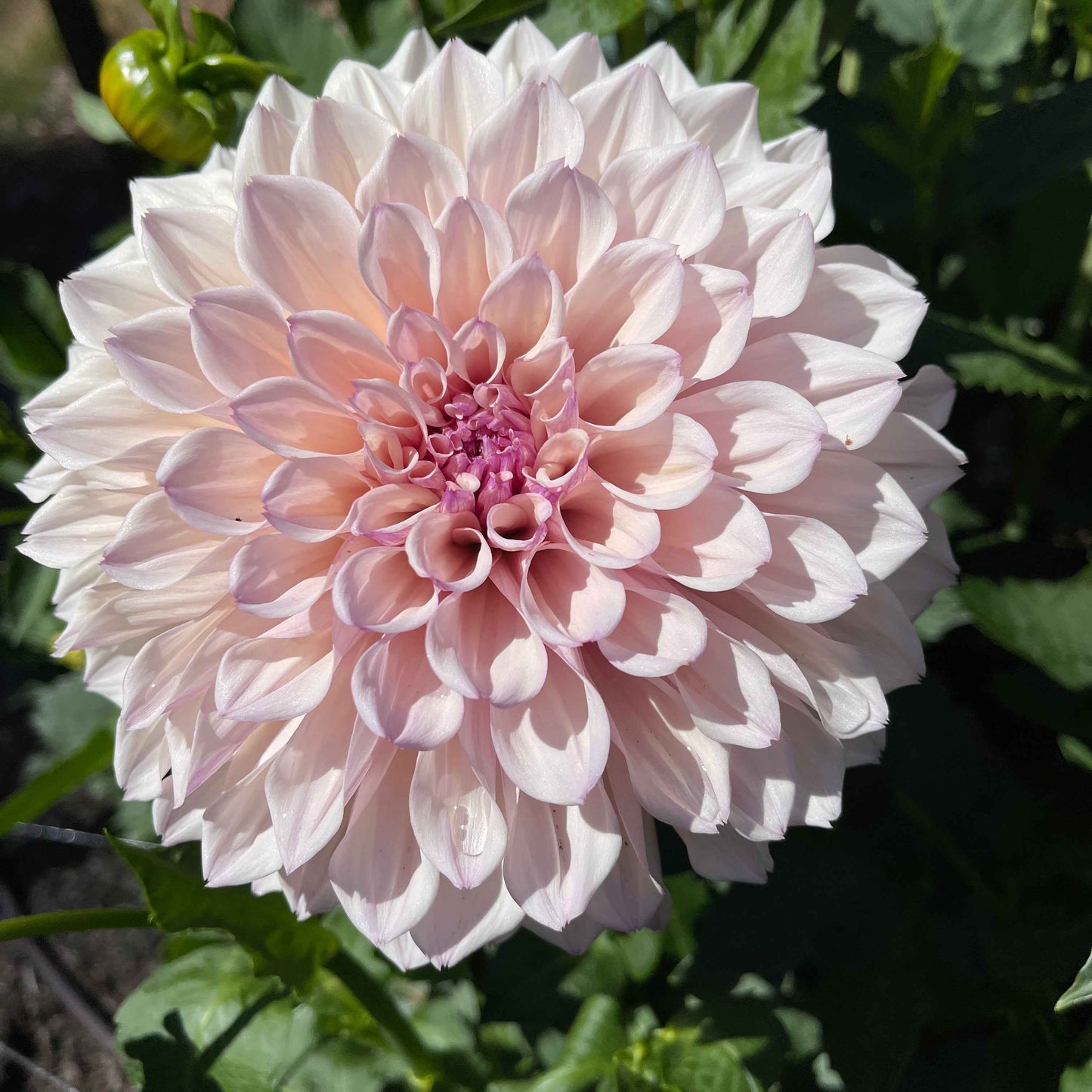 Dahlia Tuber: Pearl (SC-PRL) - Sugar Moon Gardens