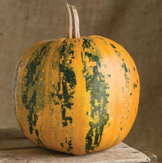 PREORDER: Veg Plant: Pumpkin Seedlings - Sugar Moon Gardens