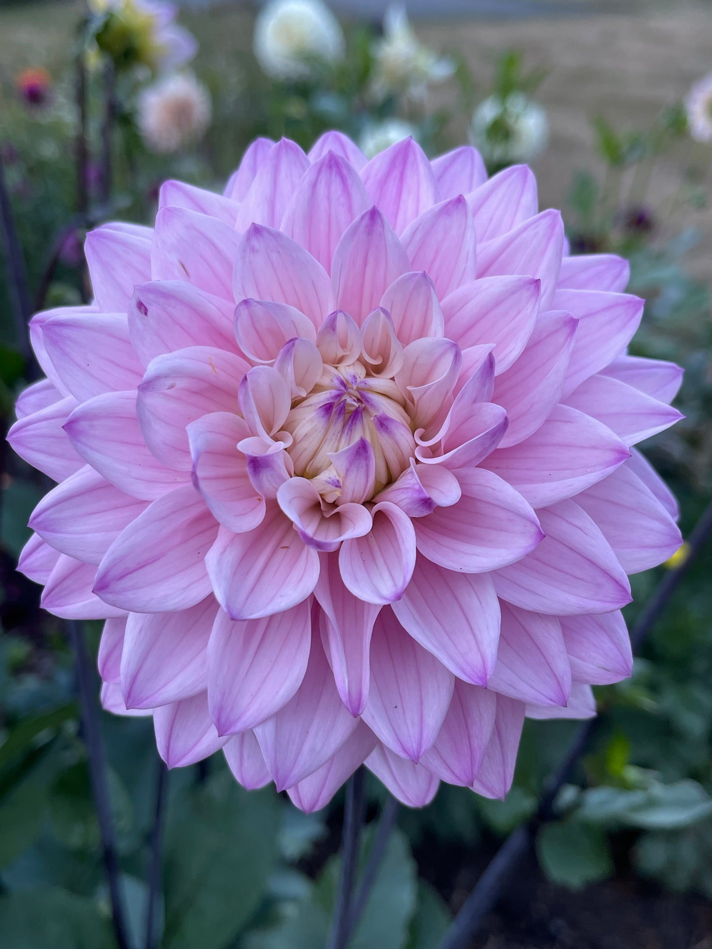 Dahlia Tuber: Karma Prospero