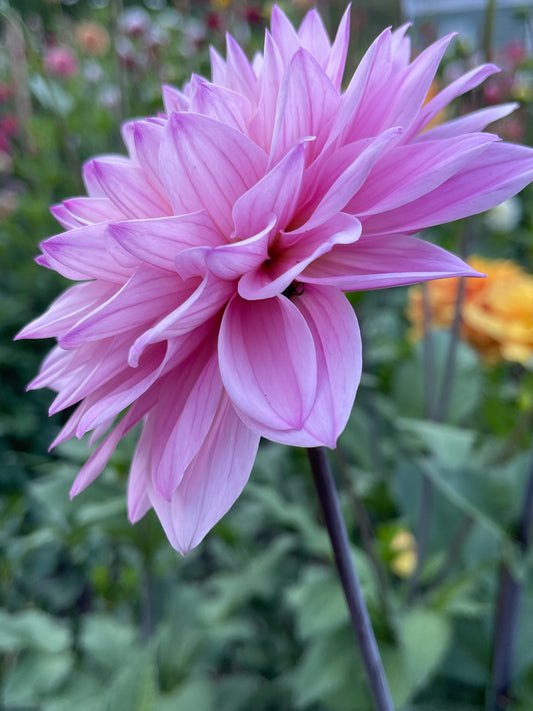 Dahlia Tuber: Karma Prospero - Sugar Moon Gardens