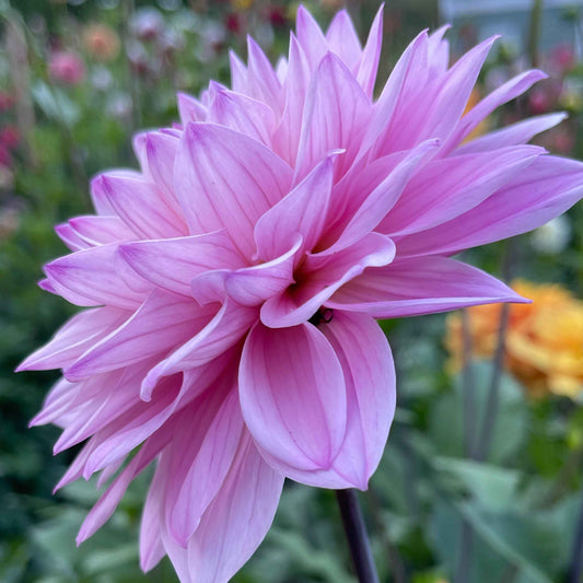 Seeds: Dahlia Mix - Cutting Garden