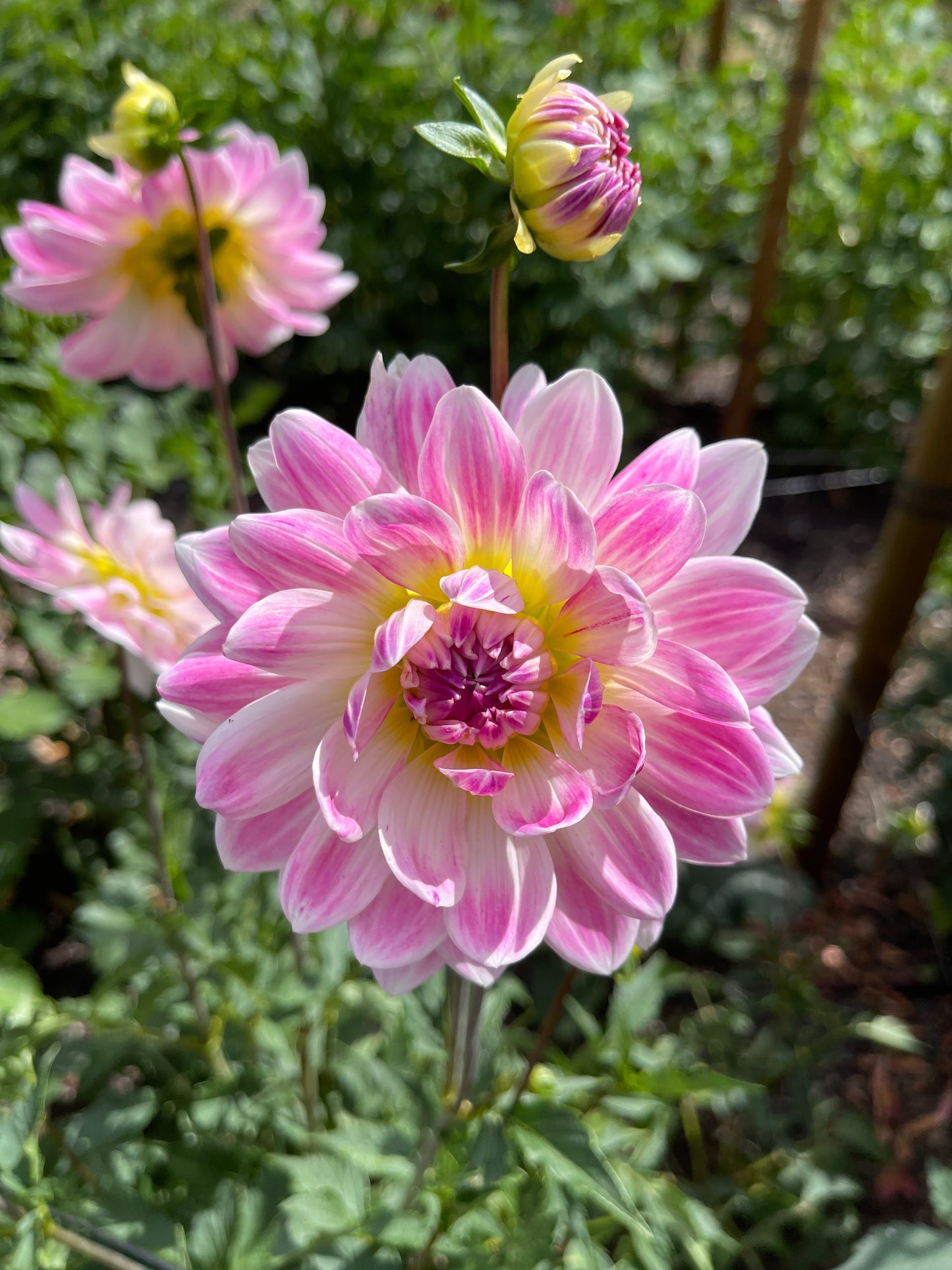Dahlia Tuber: Kelgai Ann (limit 1)