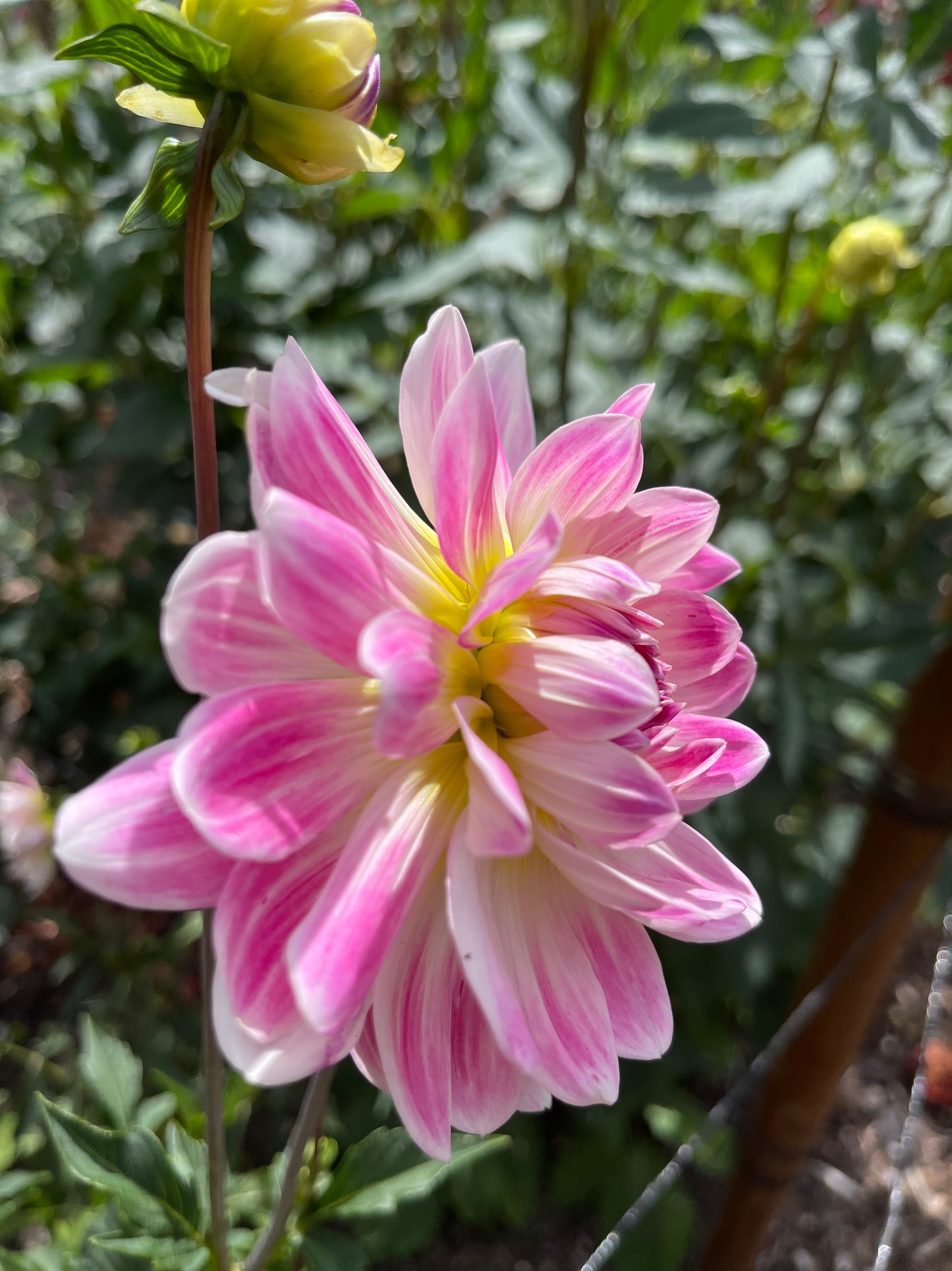 Dahlia Tuber: Kelgai Ann (limit 1)