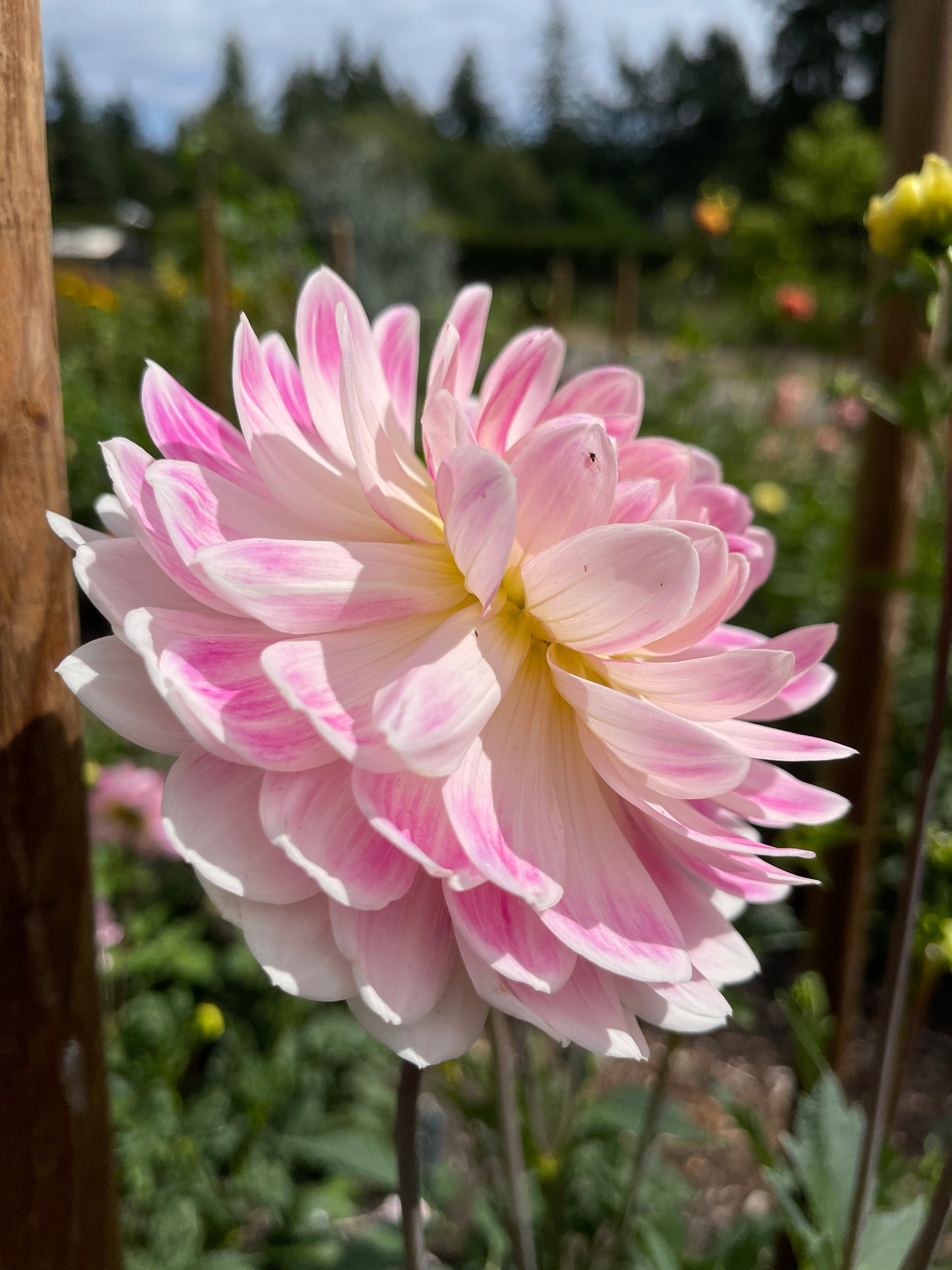 Dahlia Tuber: Kelgai Ann (limit 1)