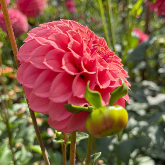 Seeds: Dahlia Solos - Keltie Rose
