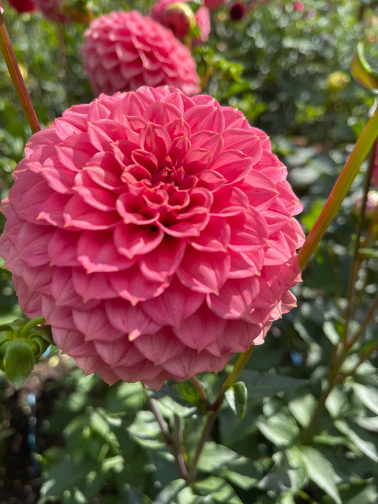 Dahlia Tuber: SC-KERE - Sugar Moon Gardens