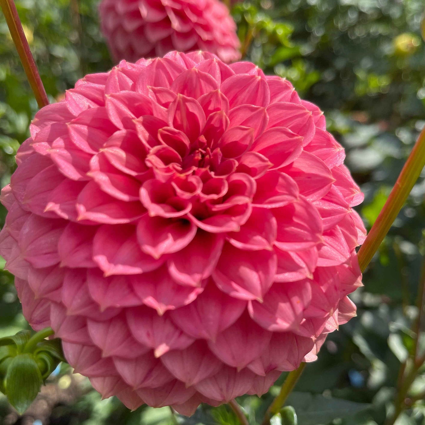 Seeds: Dahlia Solos - Keltie Rose