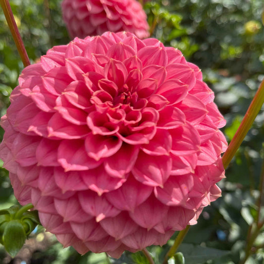 Seeds: Dahlia Solos - Keltie Rose