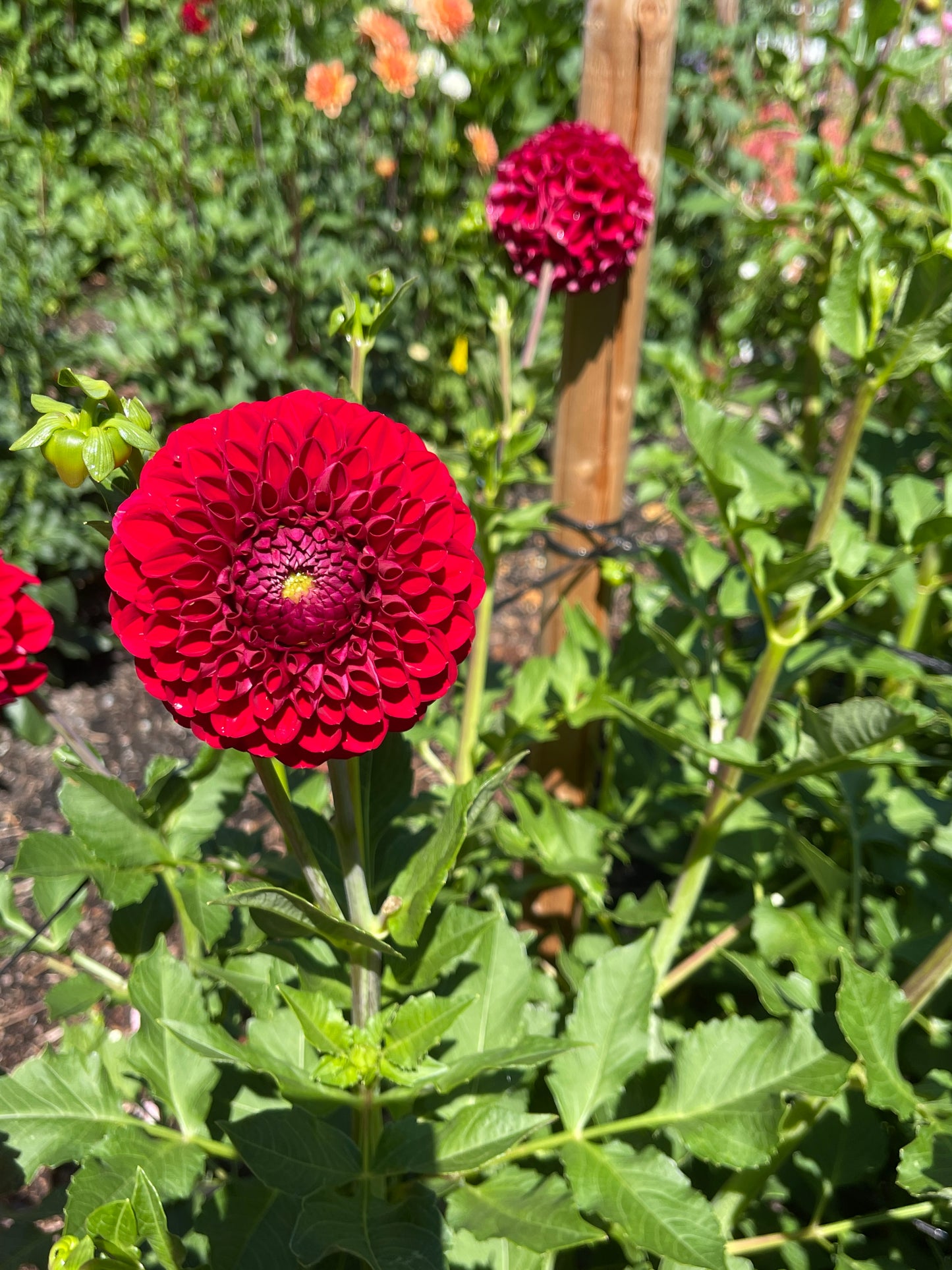 Dahlia Tuber: Ken's Choice