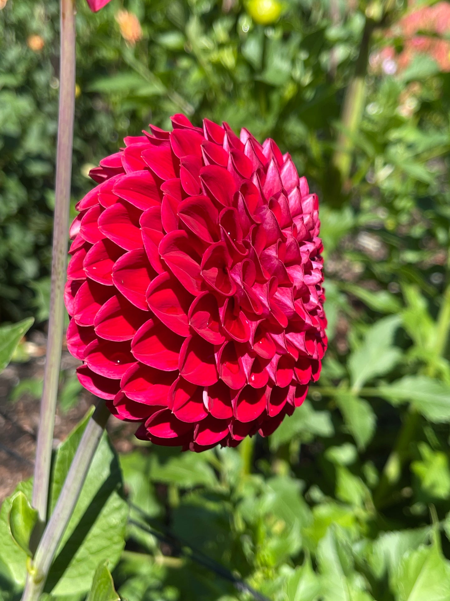 Dahlia Tuber: Ken's Choice