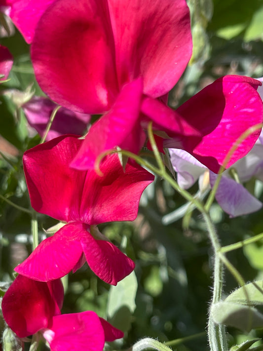 Sweet Pea Seeds: King Edward VII - Sugar Moon Gardens