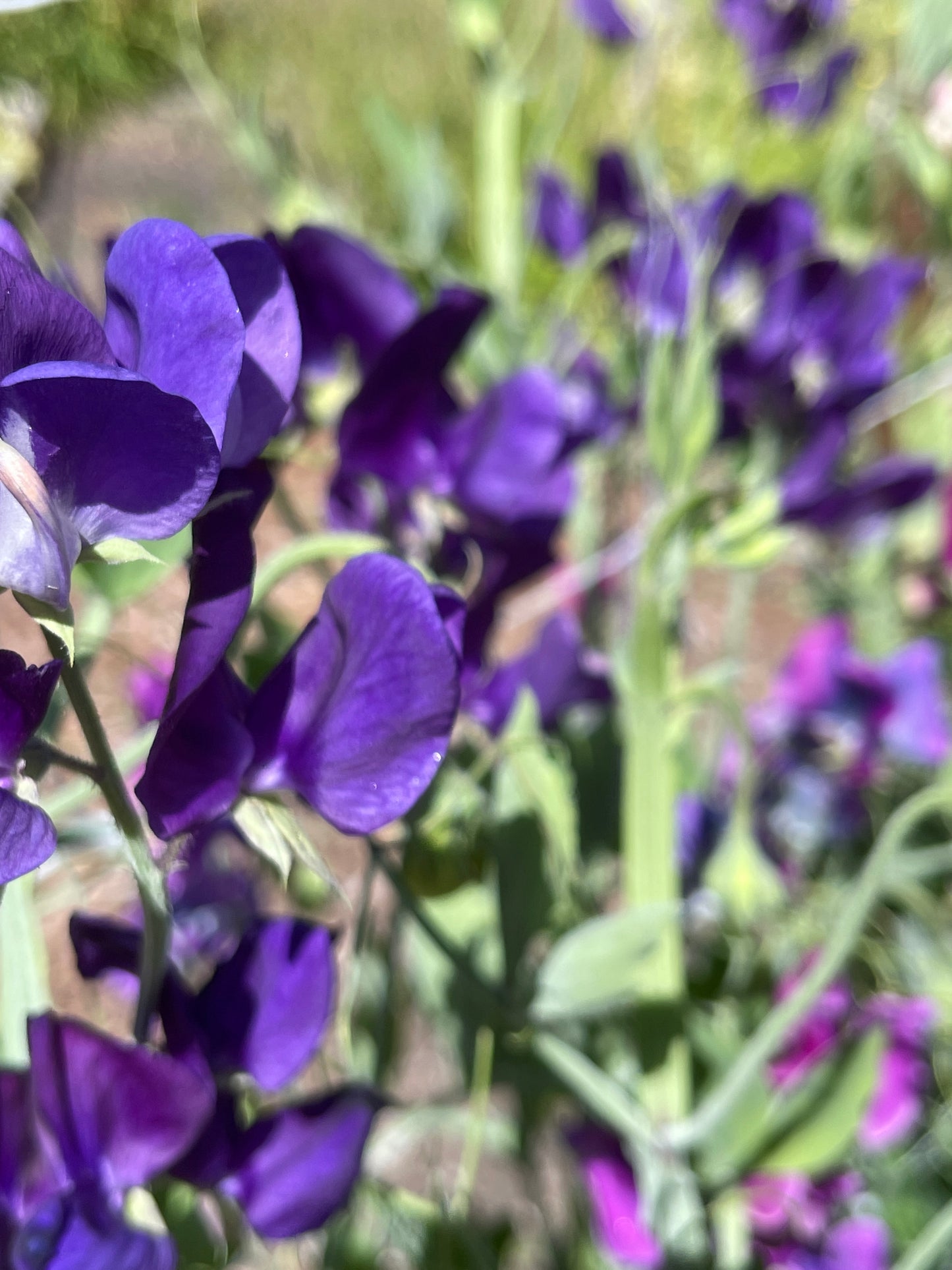 Sweet Pea Seeds: King Size Navy Blue