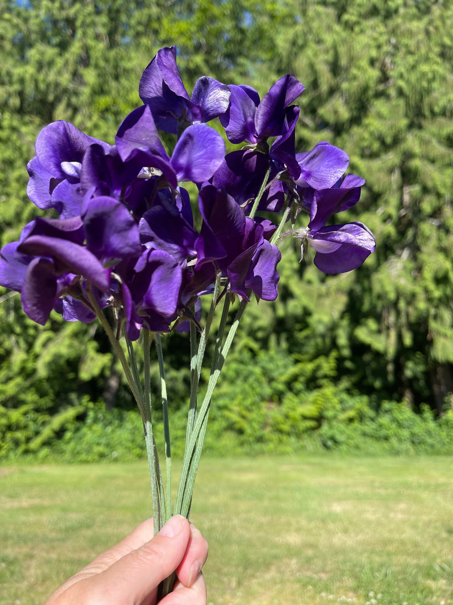 Sweet Pea Seeds: King Size Navy Blue