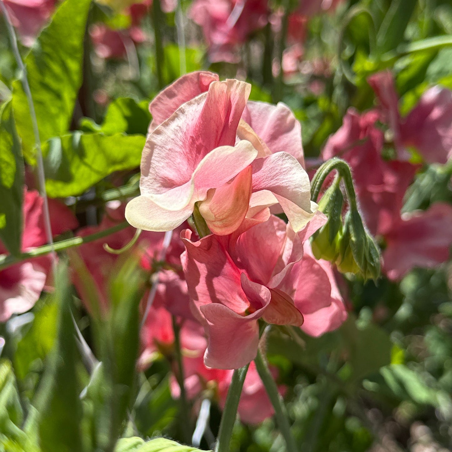 Sweet Peas King's Ransom - Sugar Moon Gardens