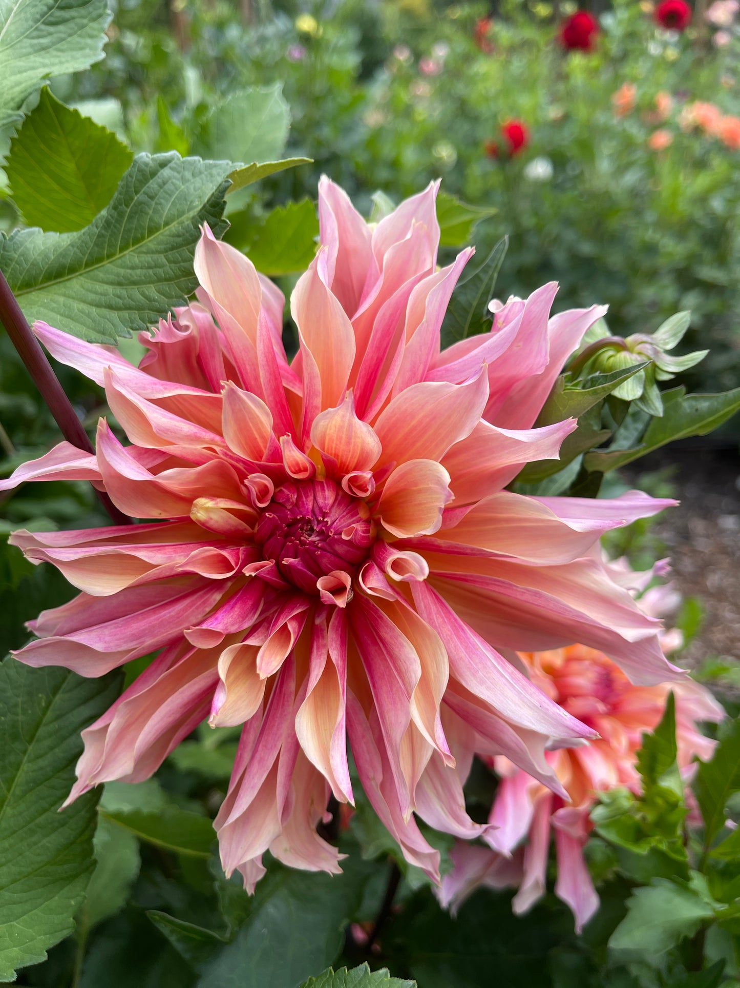 Dahlia Tuber: Labyrinth