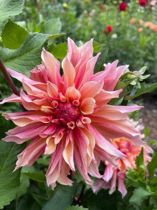 Dahlia Tuber: Labyrinth - Sugar Moon Gardens