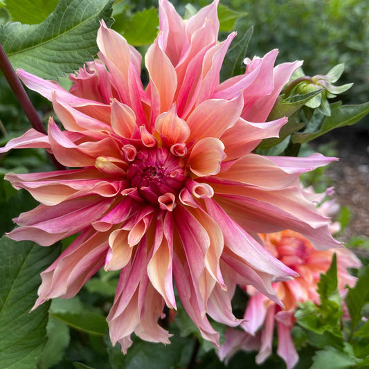 Seeds: Dahlia Mix - Unique Forms