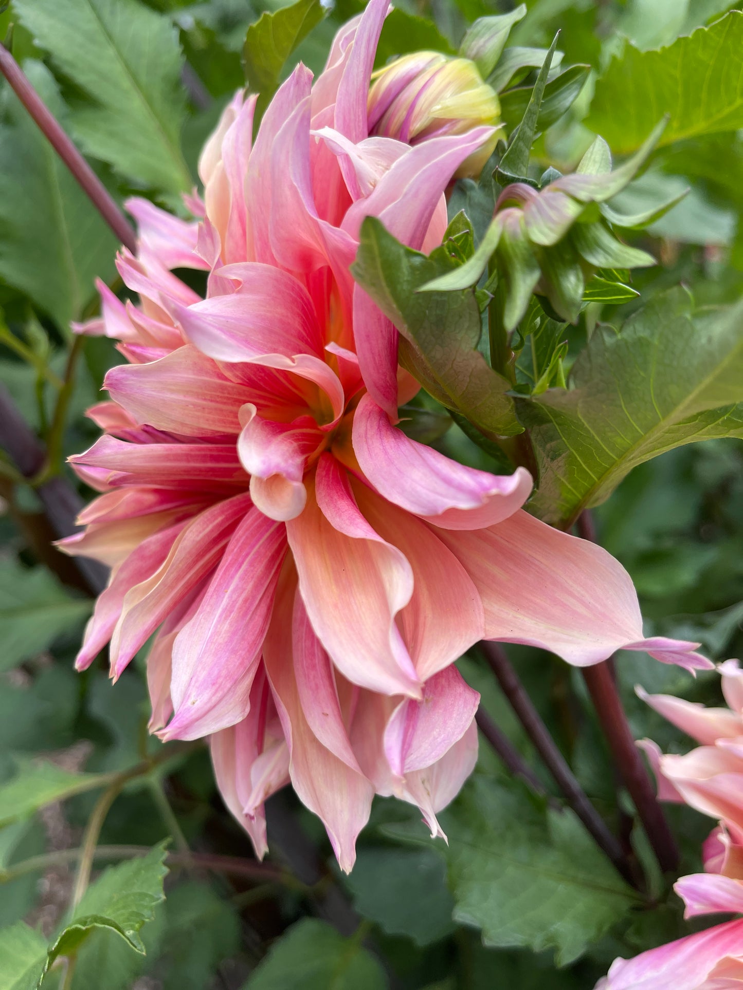 Dahlia Tuber: Labyrinth - Sugar Moon Gardens