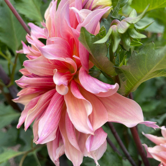 Seeds: Dahlia Solos - Labyrinth