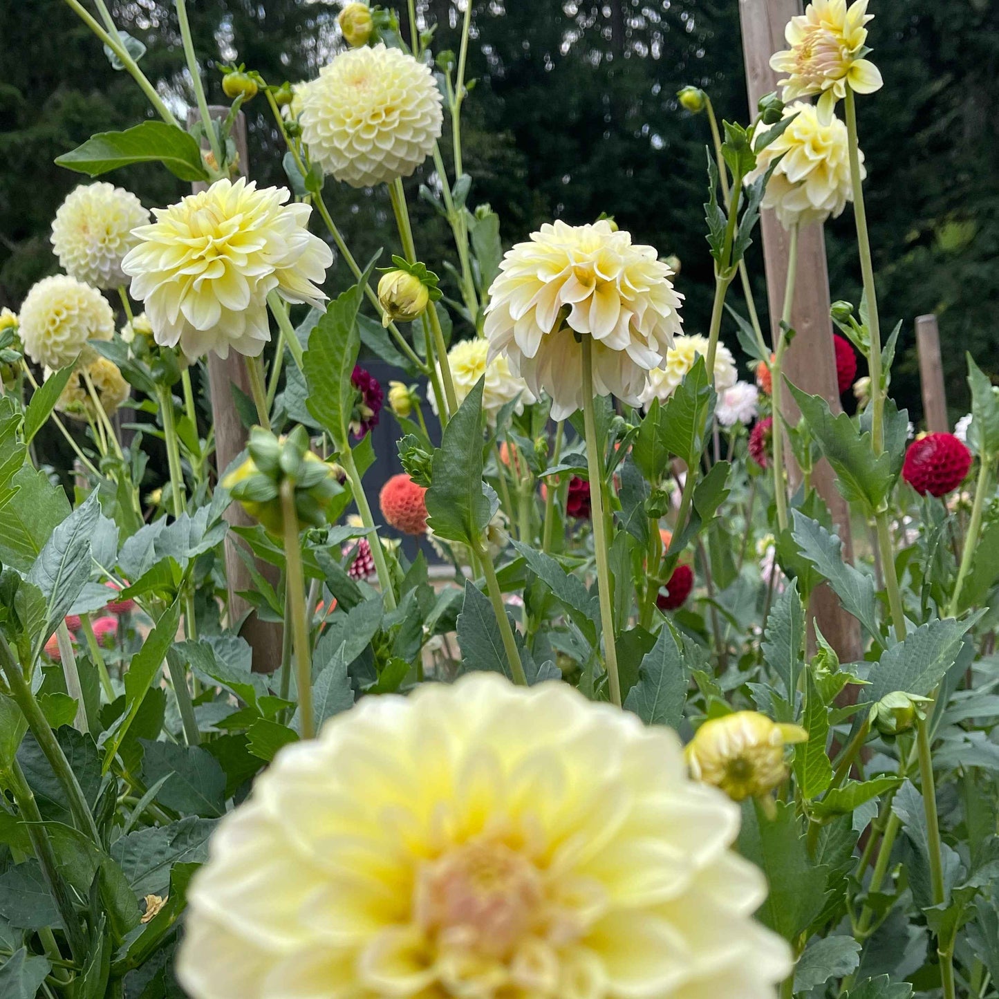 Seeds: Dahlia Solos - Lee's Cookie