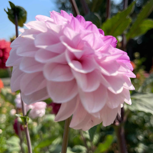 Dahlia Tuber: Lee's Unicorn Eye - Sugar Moon Gardens