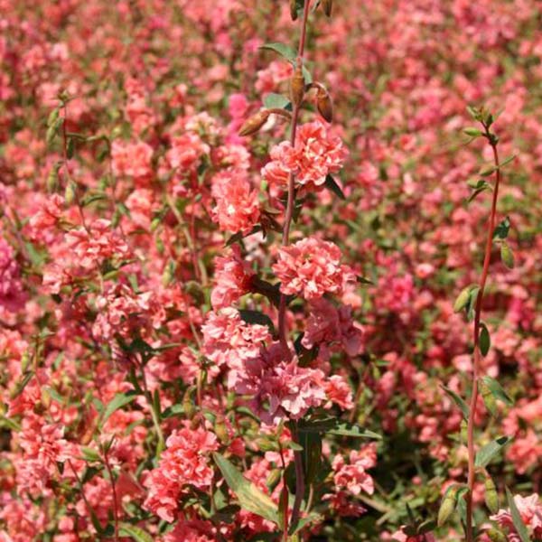 Seeds: Clarkia - Elegant Light Salmon - Sugar Moon Gardens