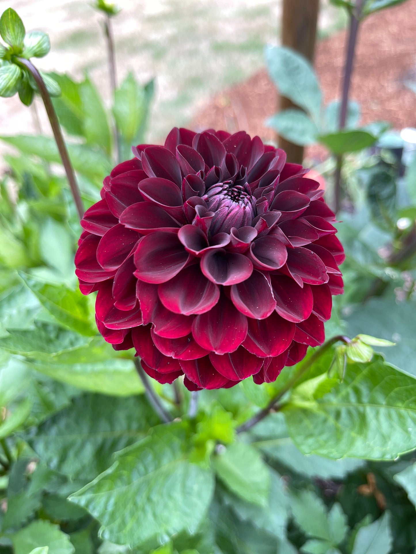 Dahlia Tuber: Lights Out - Sugar Moon Gardens