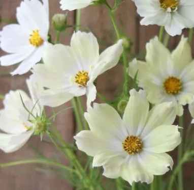 Flower Plant: Cosmos 3-pack