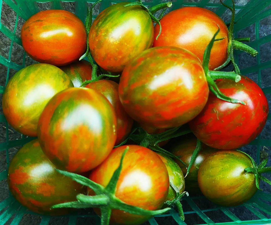 PREORDER: Veg Plant: Tomato - Cherry collection
